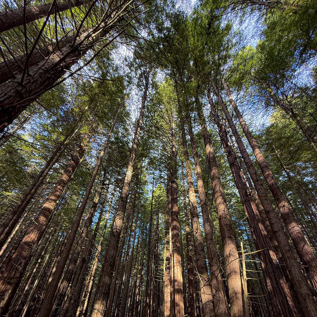 A forest canopy shot from below