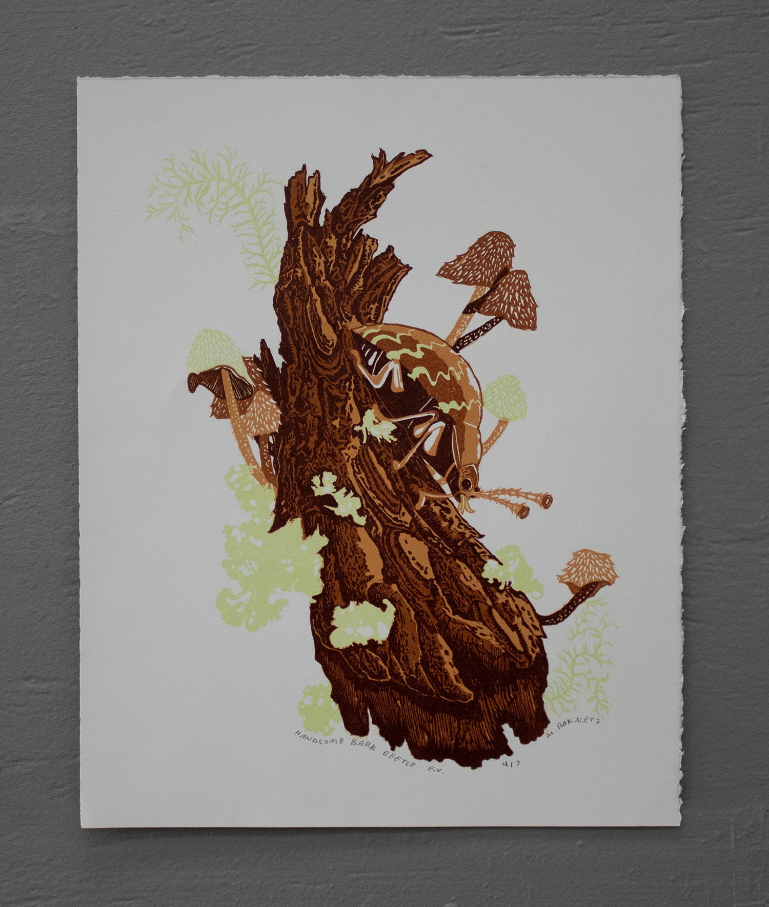 Handsome Bark Beetle, ed. 7, 11x14 inches, 2025. 