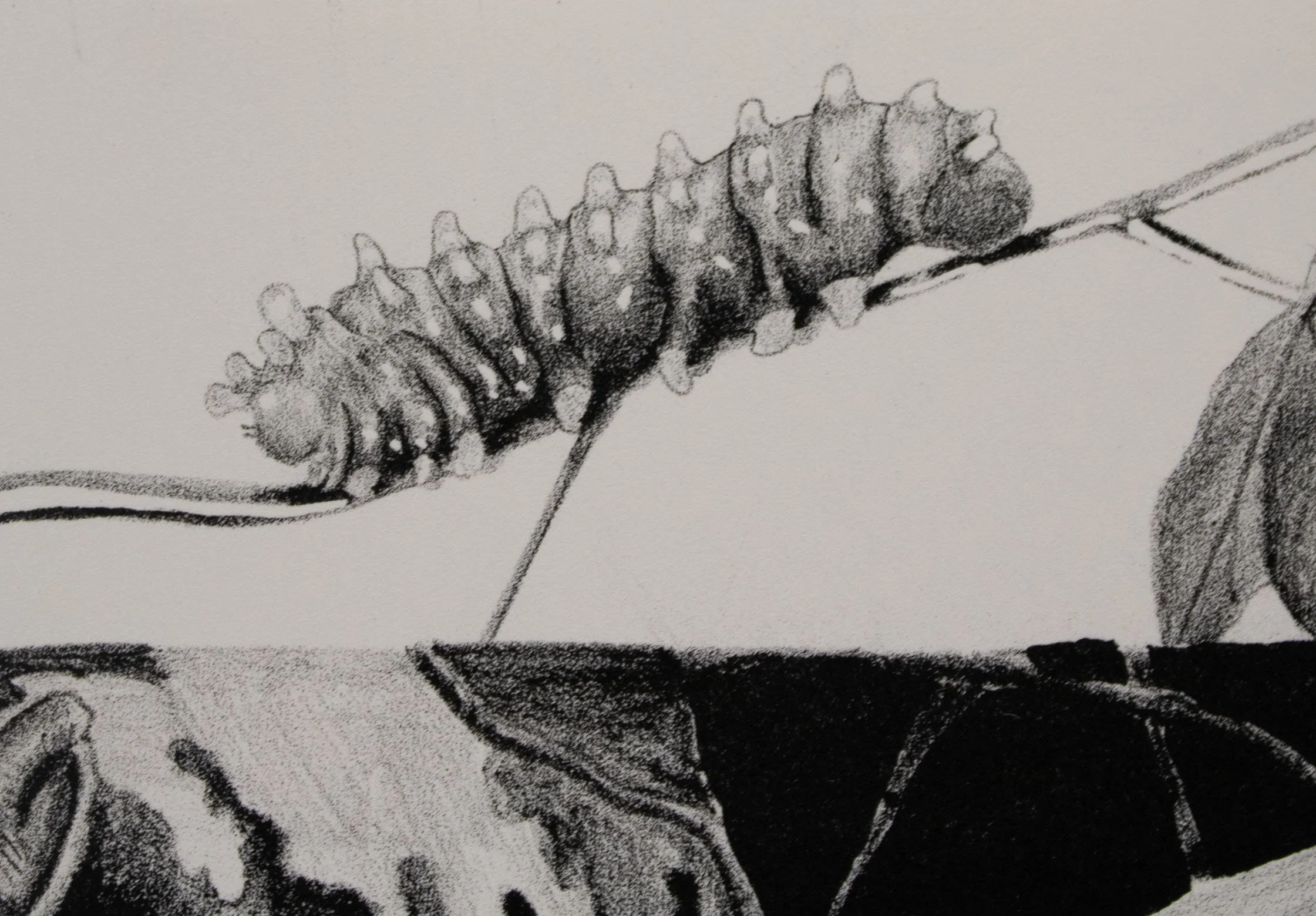 Detail: Knowledge of Wings
