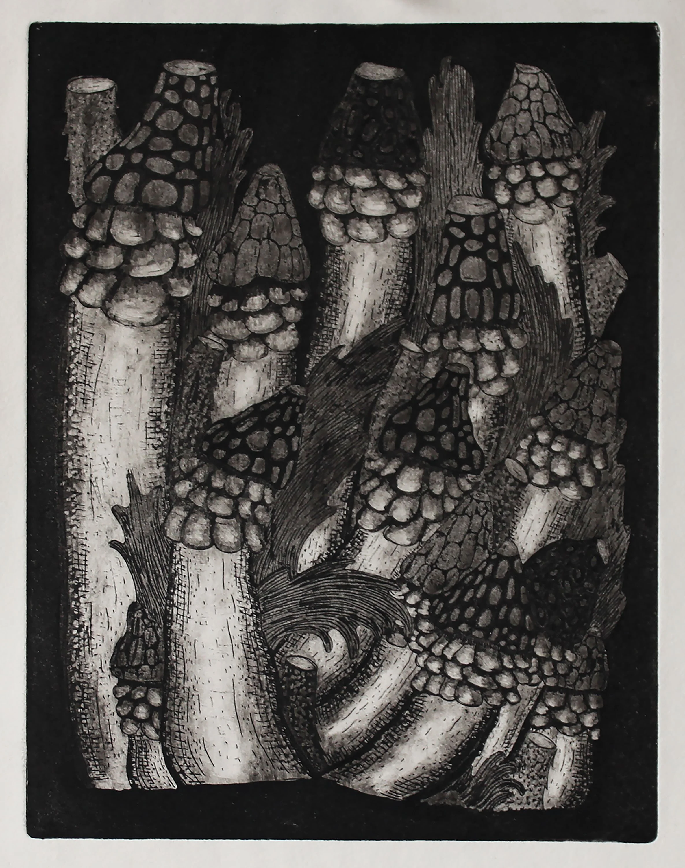Stinkhorns, ed. 4, 6x8 inches, aquatint etching, 2024