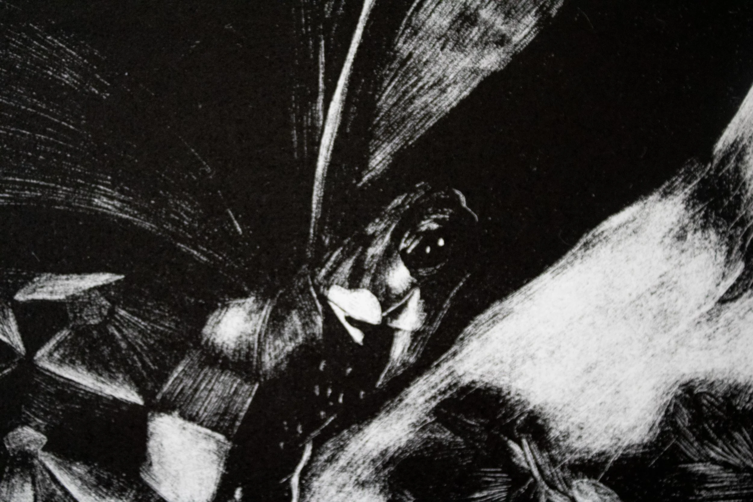 Detail: Kinfolk: Bog Turtle