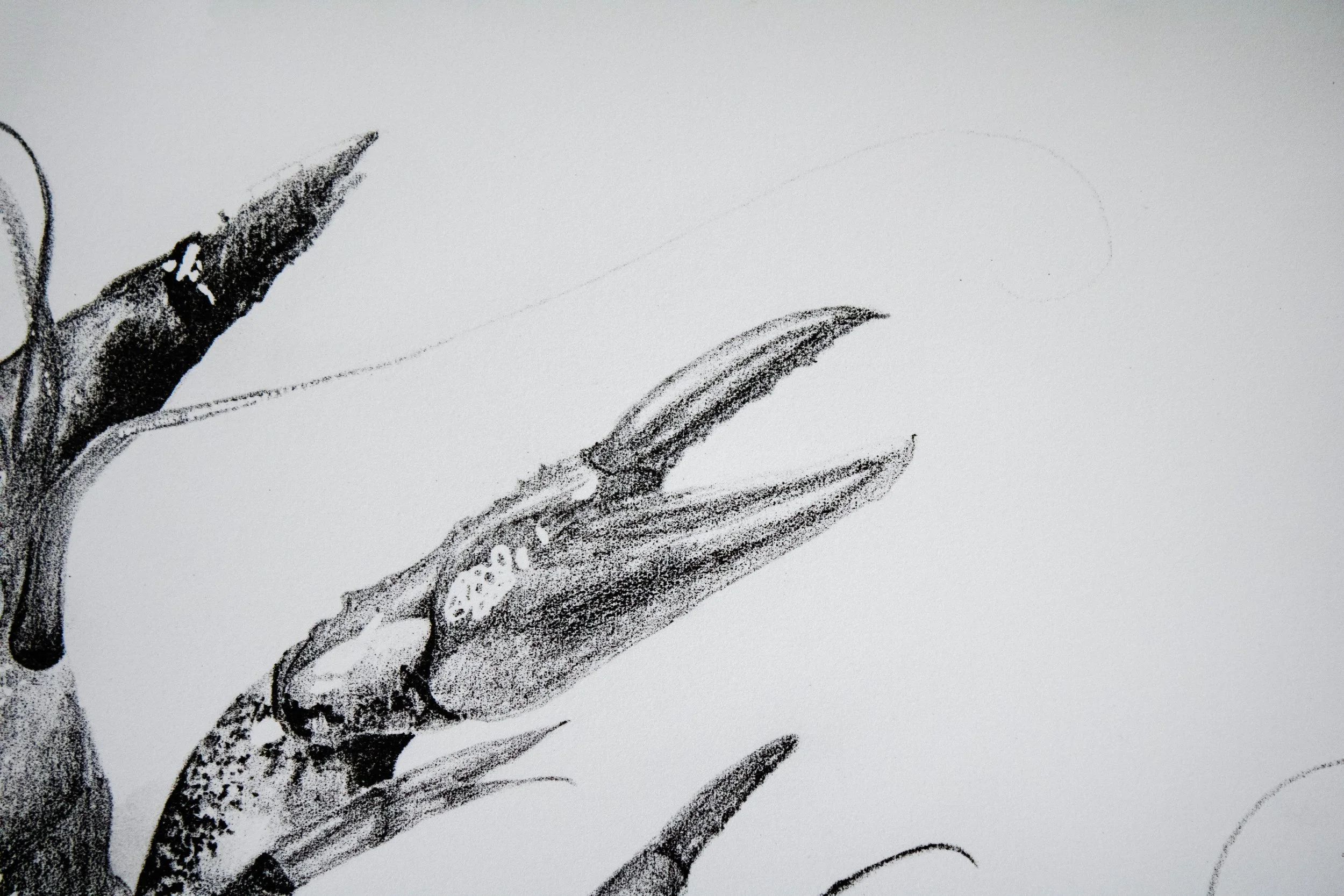 Detail: Kinfolk: Crawdads