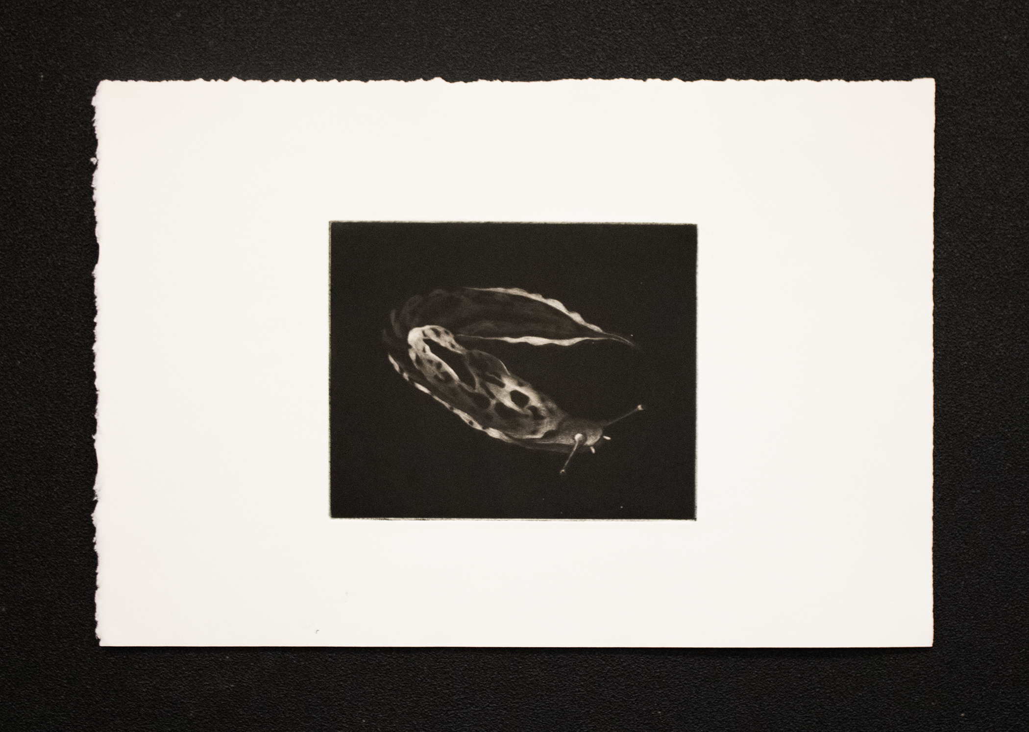 Leopard Slug, ed. 8, 5.5x11 inches, mezzotint, 2025