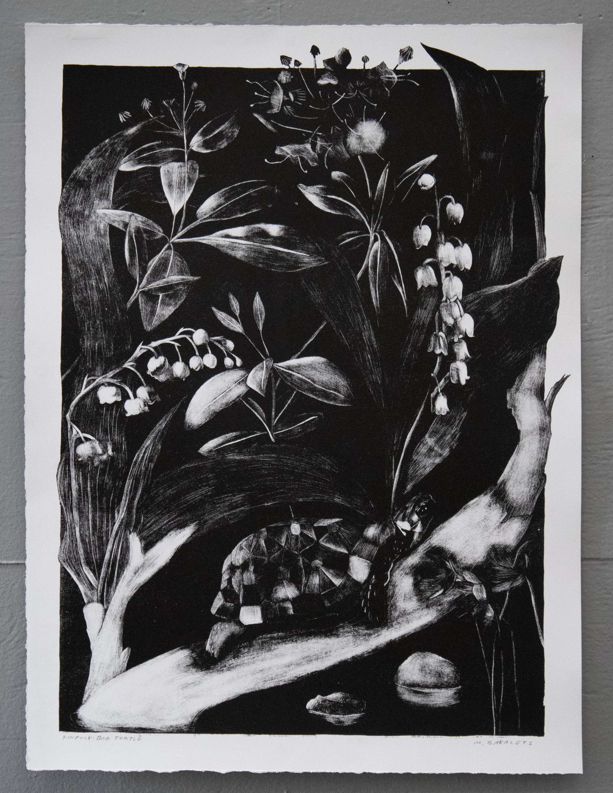 Kinfolk: Bog Turtle, maniere noire stone lithograph, ed. 5, 15x20 inches, 2025
