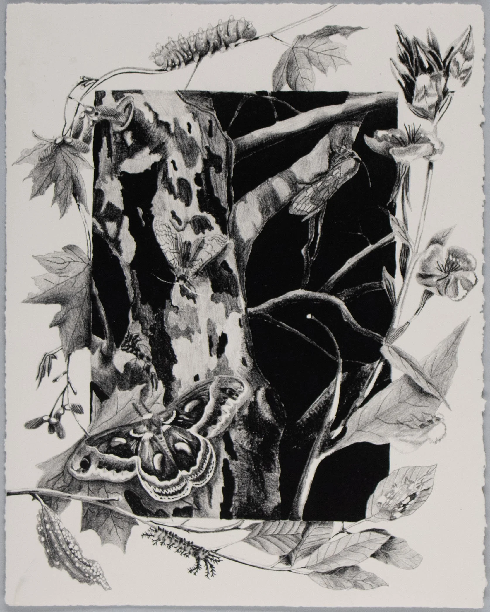 Knowledge of Wings, ed. 22, 11x14 inches, stone lithograph, 2026