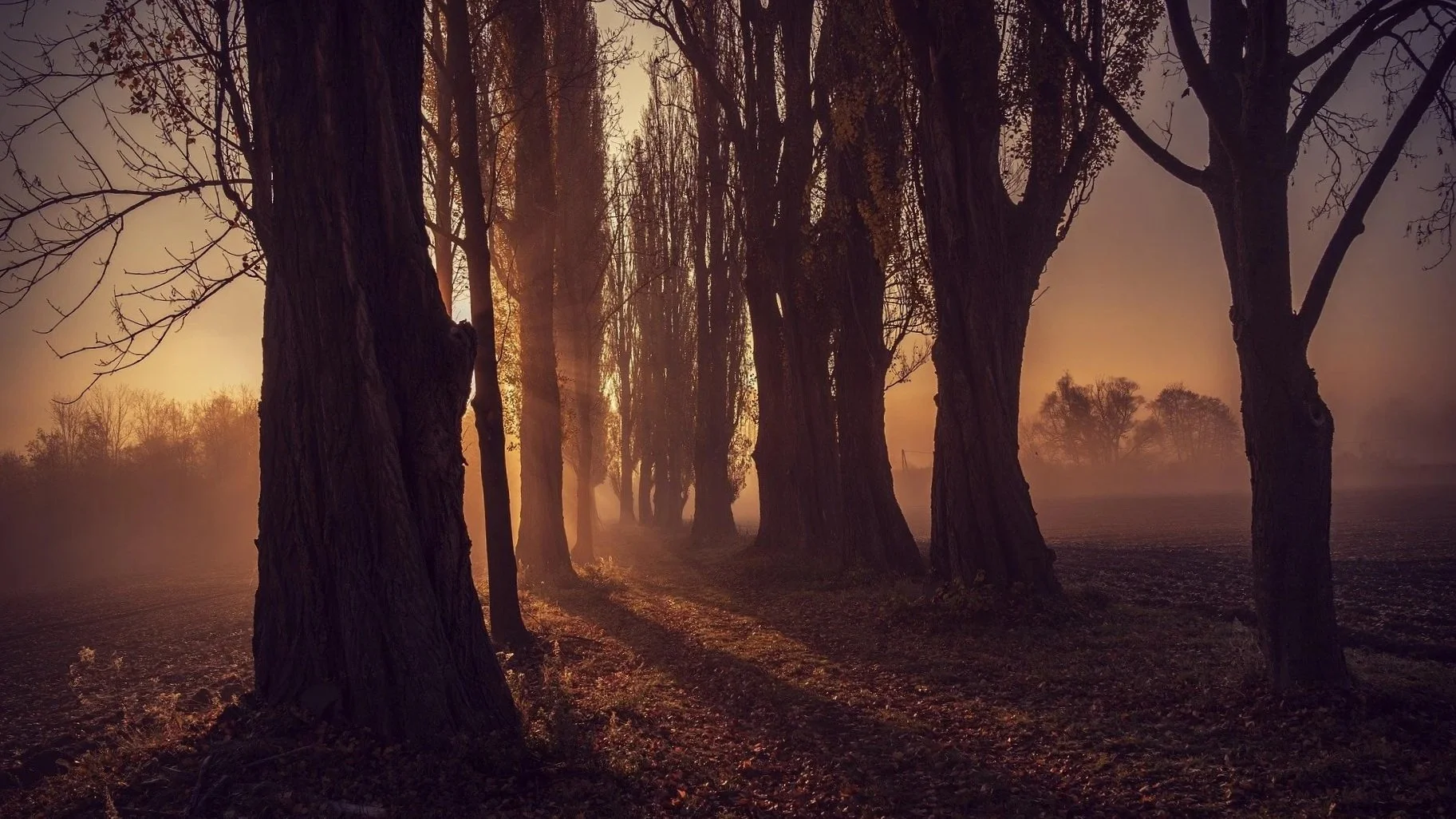 michael_pointner-forest-7601671_1920.jpg