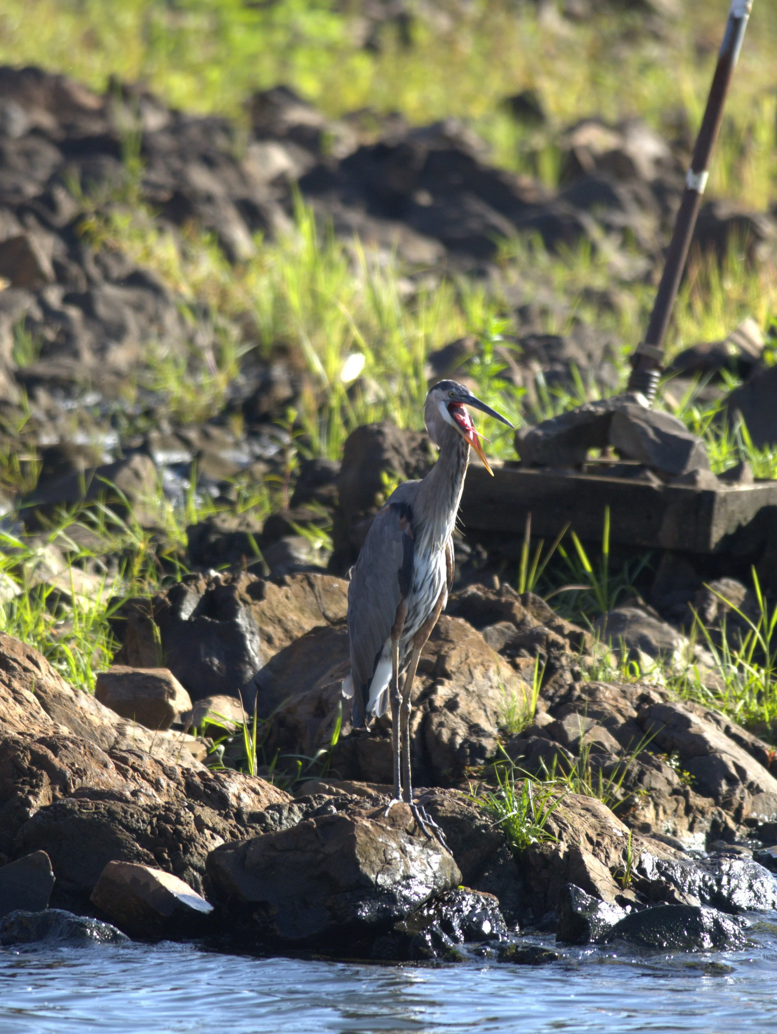Great Blue Heron I