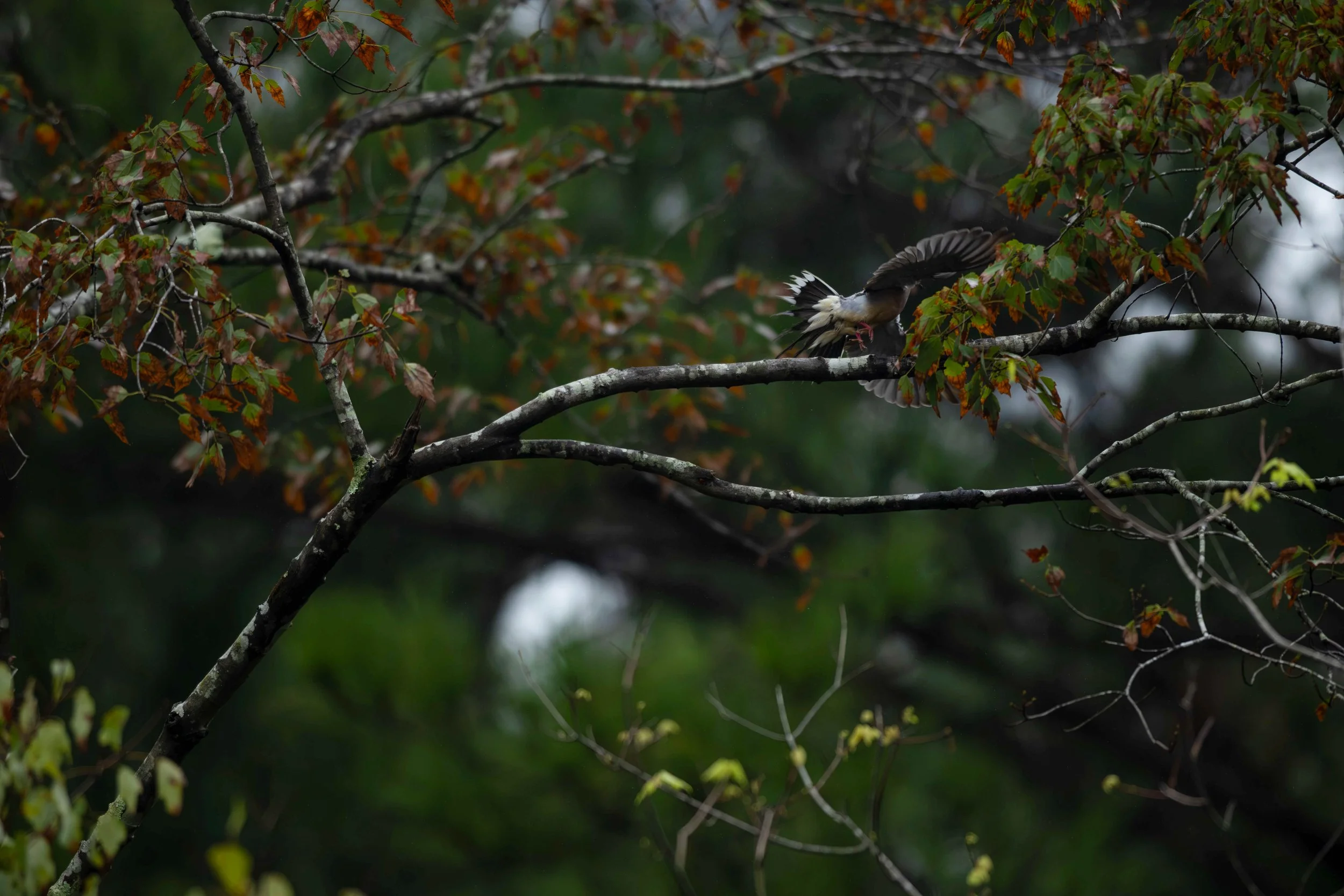 The image shows a Mourning Dove (Zenaida macroura) mid-flight as from a tree branch near autumn-tinted foliage.