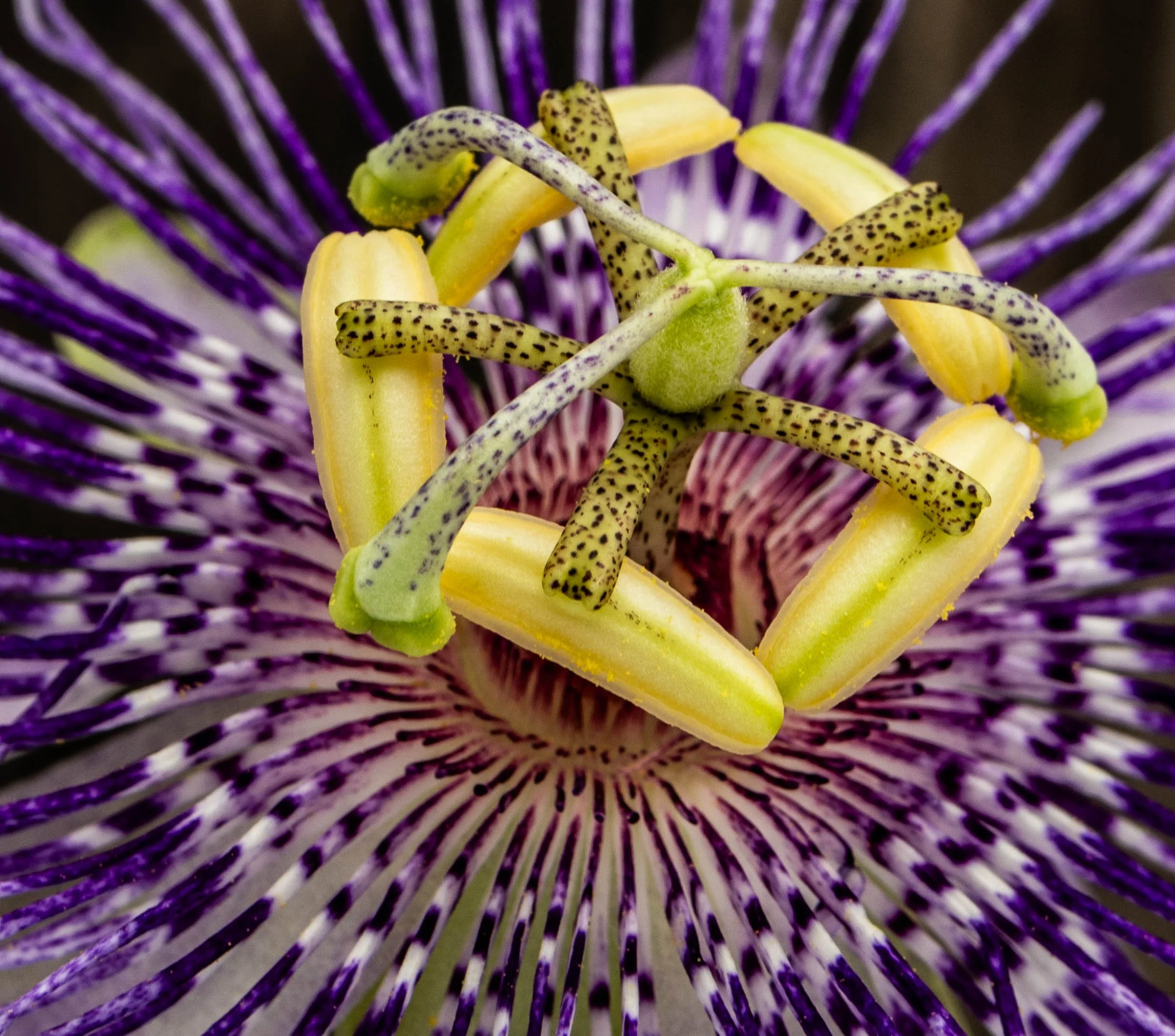 Passionflower
