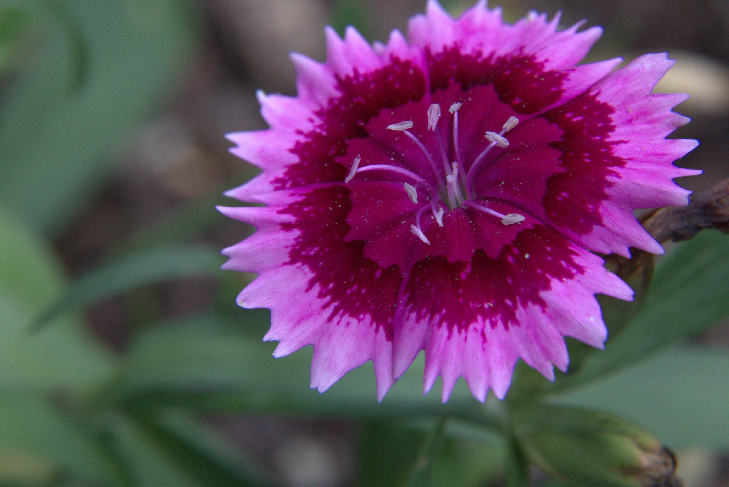 Sweet William
