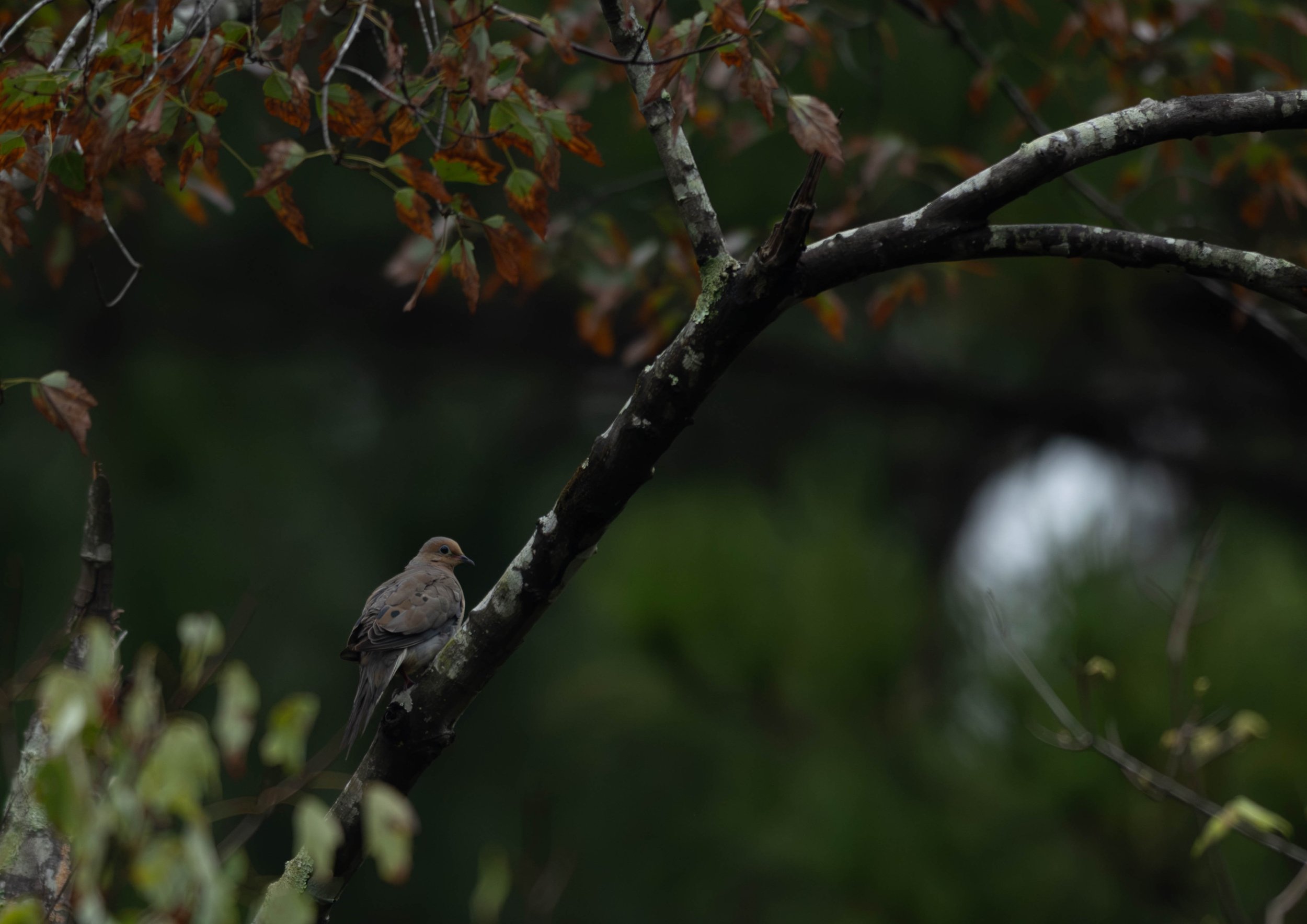 Zenaida macroura) perched gracefully on a dark, lichen-mottled tree branch beside some autumn-tinted leaves.