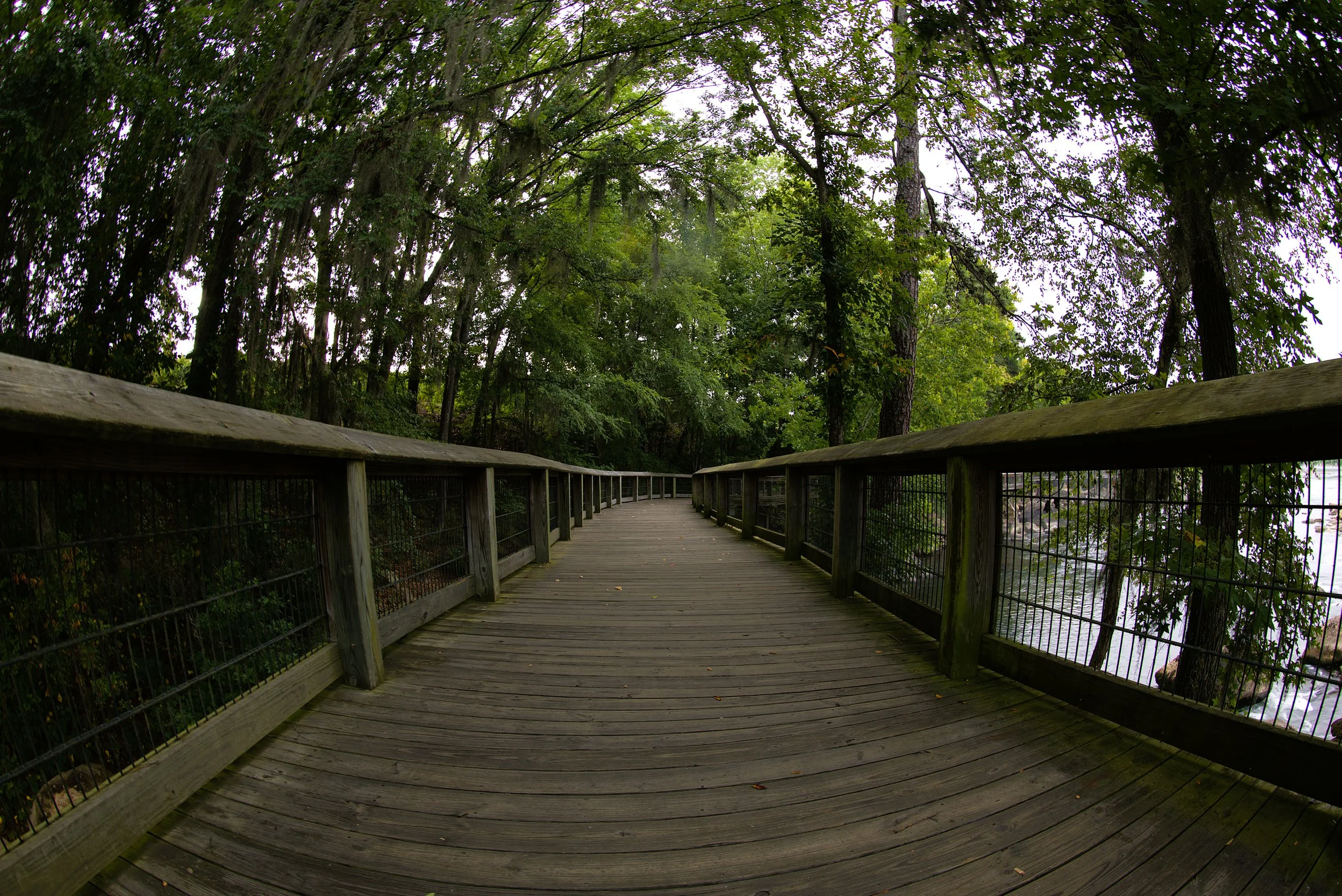 The wooden boardwalk winds beneath a canopy of towering trees along the Saluda Riverwalk in Columbia, South Carolina. Surrounded by lush greenery and the quiet waters of the river, this peaceful pathway captures the natural beauty that makes South Ca