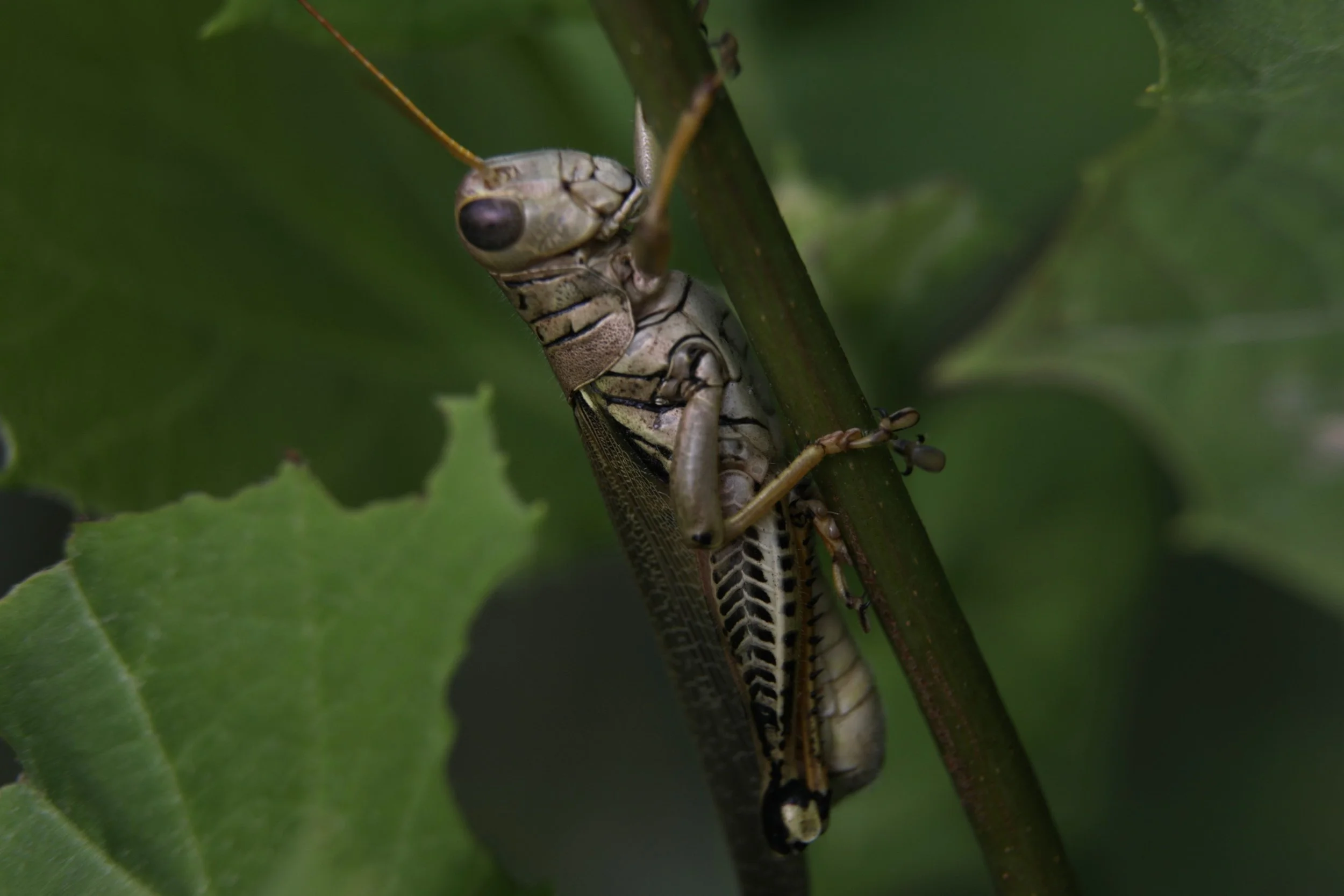 Nestled among the flora and fauna of the Saluda River, sits the Schistocerca americana. Commonly seen throughout South Carolina, these familiar grasshoppers are a small but fascinating part of the wildlife thriving in the Palmetto State’s fields, gar
