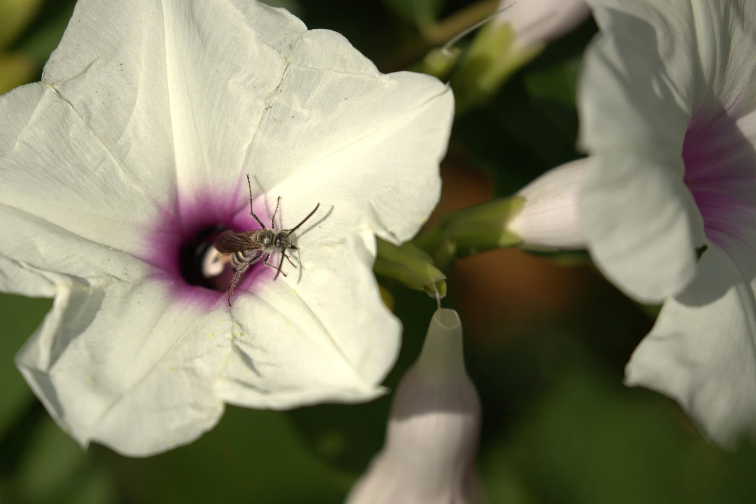 The Morning Glory
