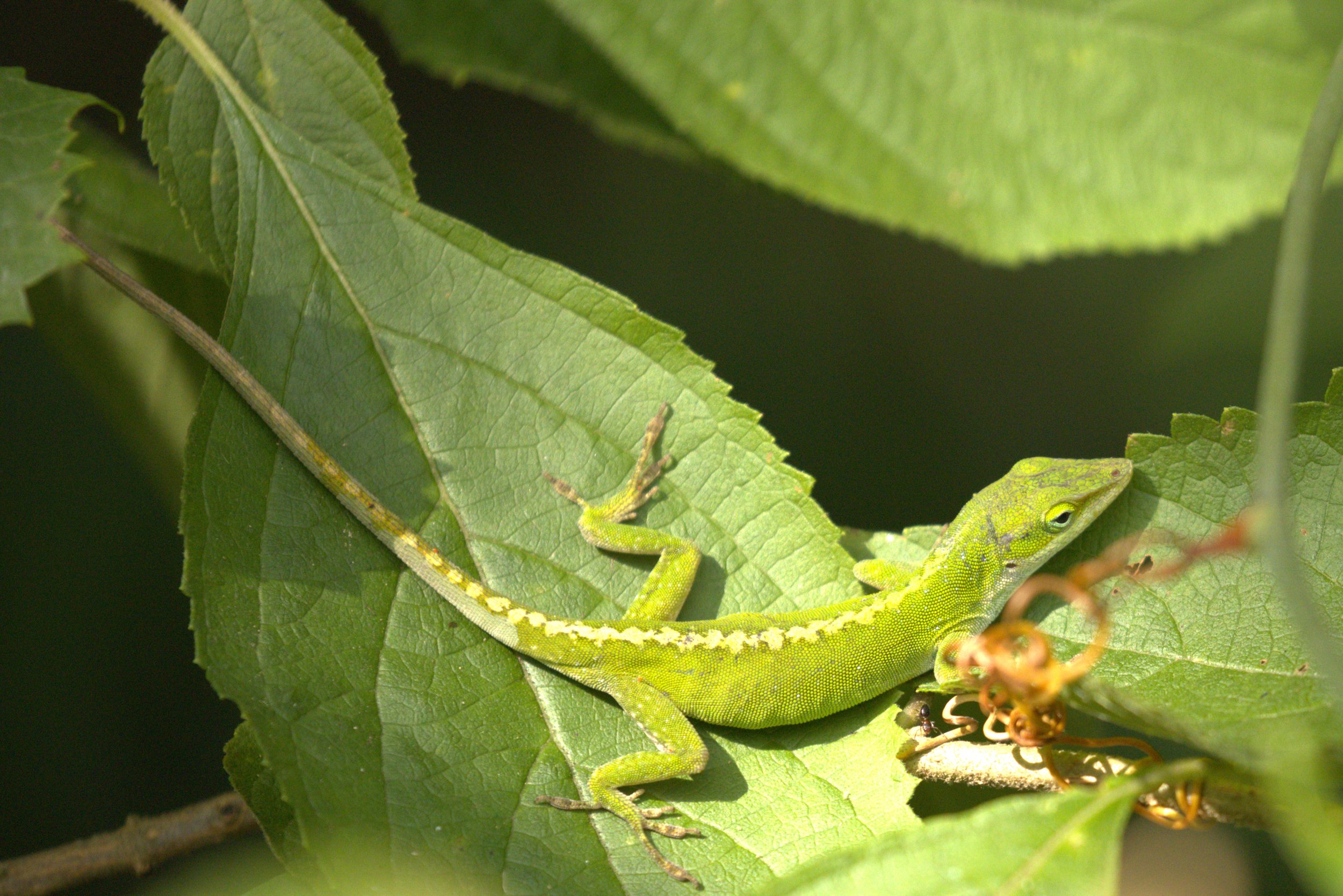 Resting among the sunlit leaves, this bright green anole blends almost perfectly into its surroundings. A familiar sight across South Carolina, these small native lizards are part of the rich wildlife that brings the Palmetto State’s gardens, forests