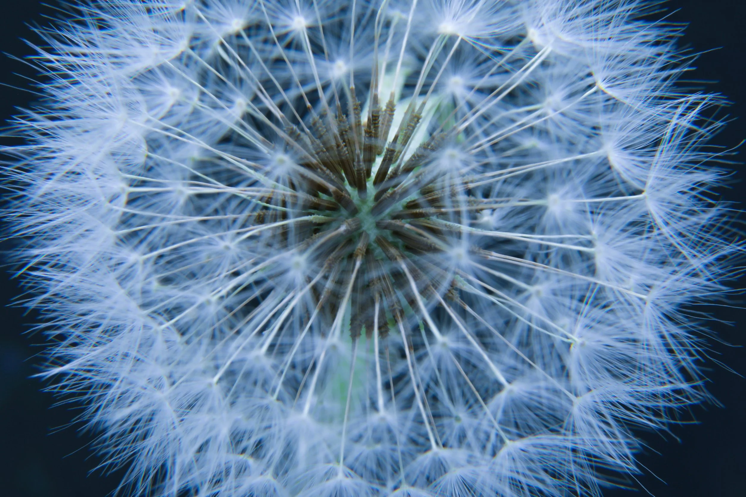The Dandelion