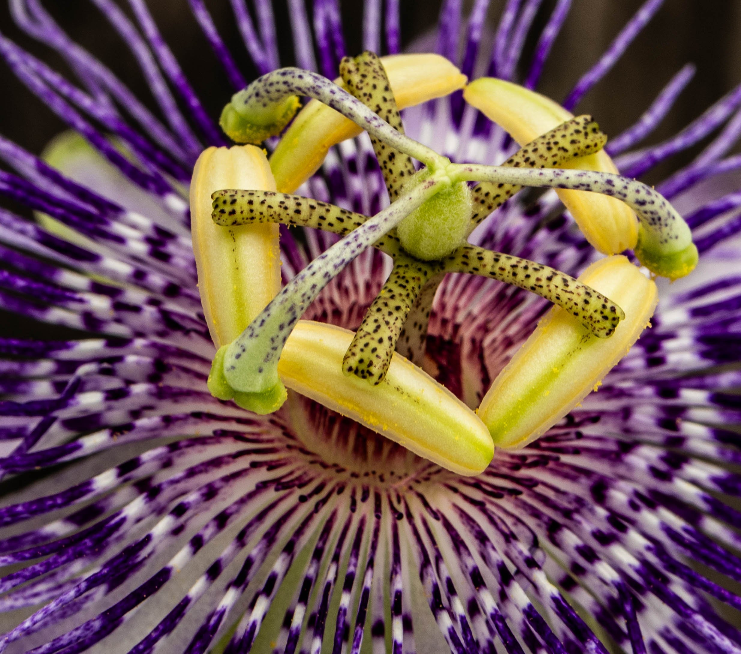 A close-up look at the extraordinary beauty of a passionflower, where delicate purple filaments and soft yellow-green details create one of nature’s most intricate designs. Found growing across South Carolina, this remarkable native wildflower is a r