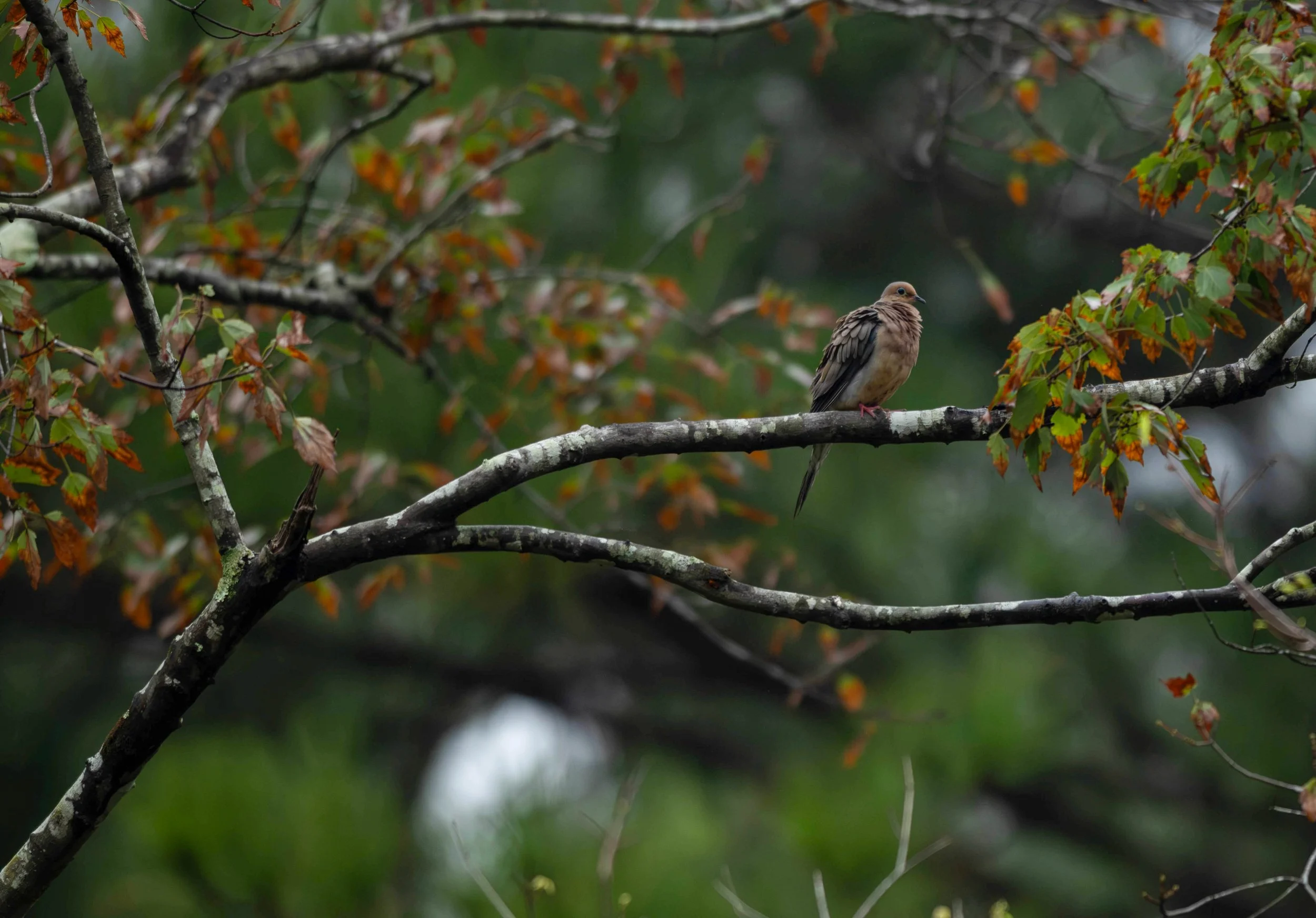 Zenaida macroura) perched gracefully on a dark, lichen-mottled tree branch beside some autumn-tinted leaves.
