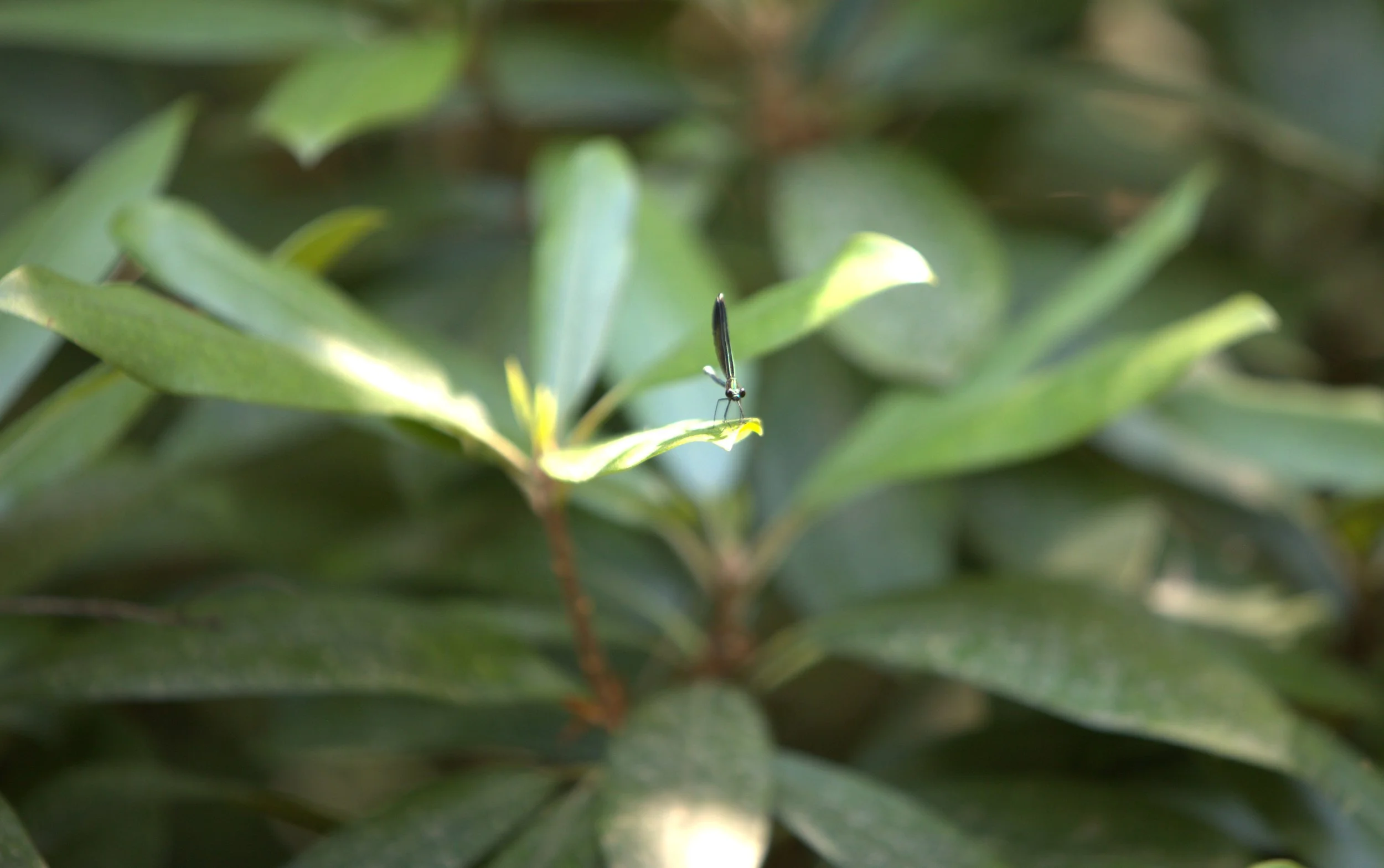 Perched delicately on the edge of a sunlit leaf, a tiny damselfly becomes the quiet star of this peaceful nature scene. Moments like this reveal the smaller side of South Carolina’s natural beauty—the details that are easy to miss unless we slow down