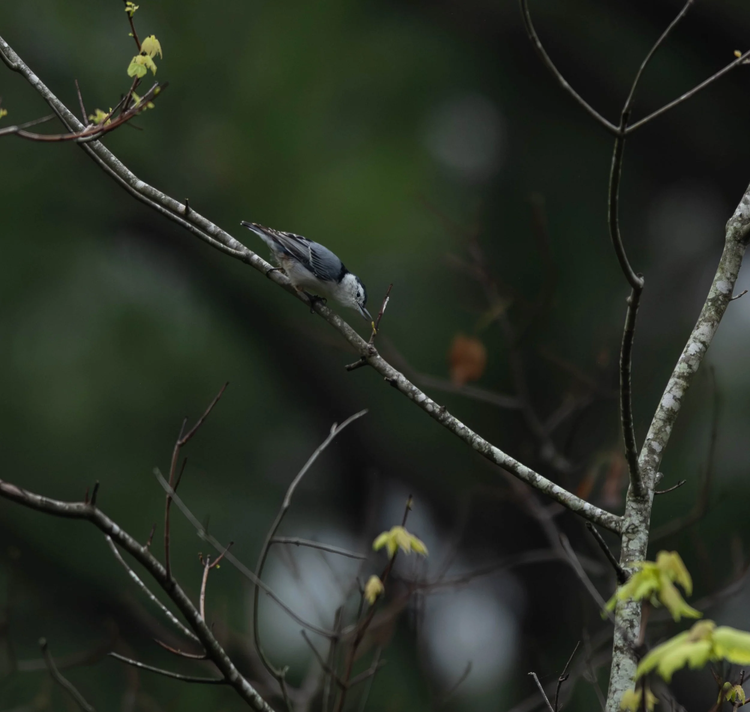 The image shows a White-breasted Nuthatch (Sitta Carolinensis) perched on a thin branch, identifiable by its blue-gray upperparts, stark white face, and compact body.
