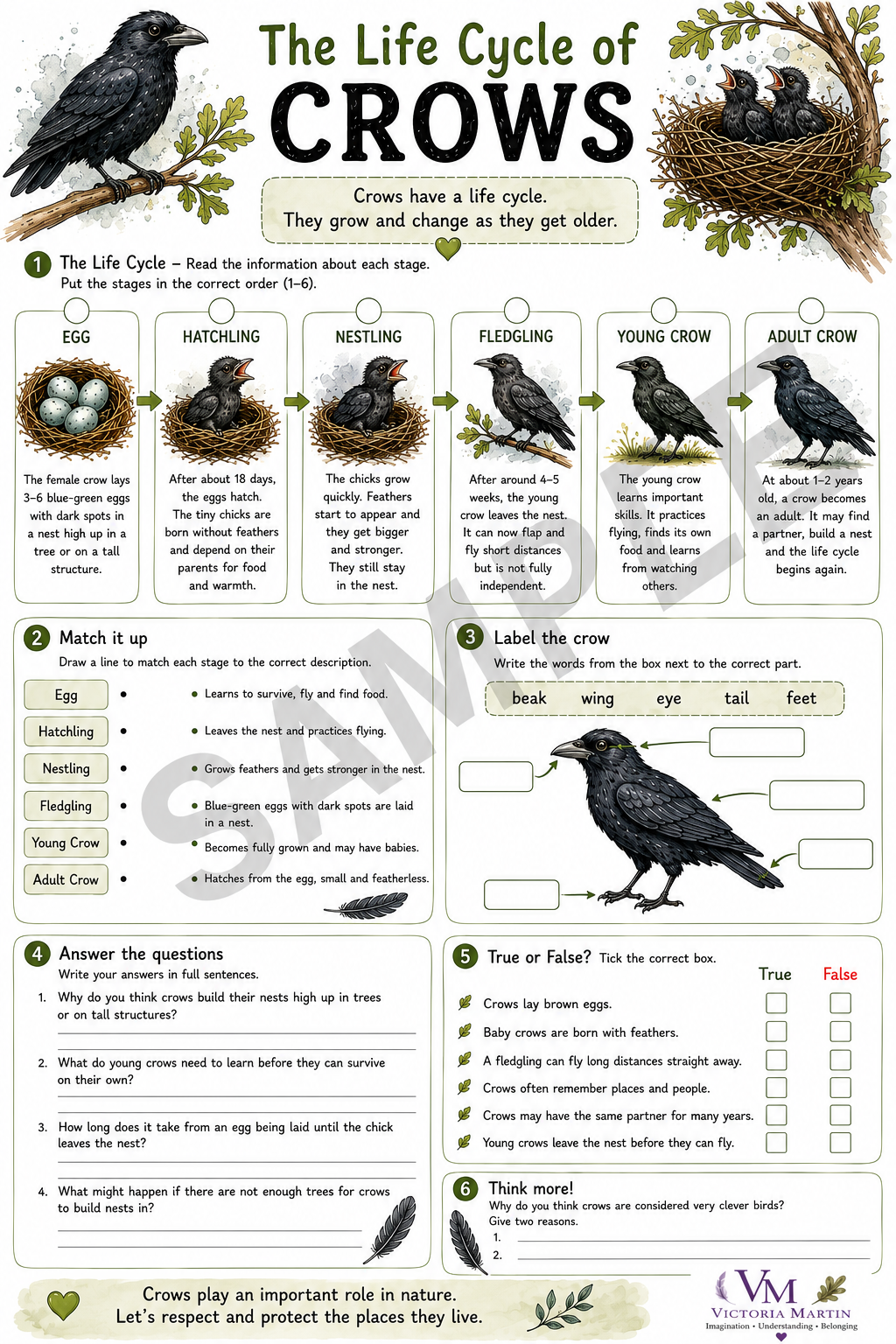 Key Stage 2 Life Cycle of a Crow