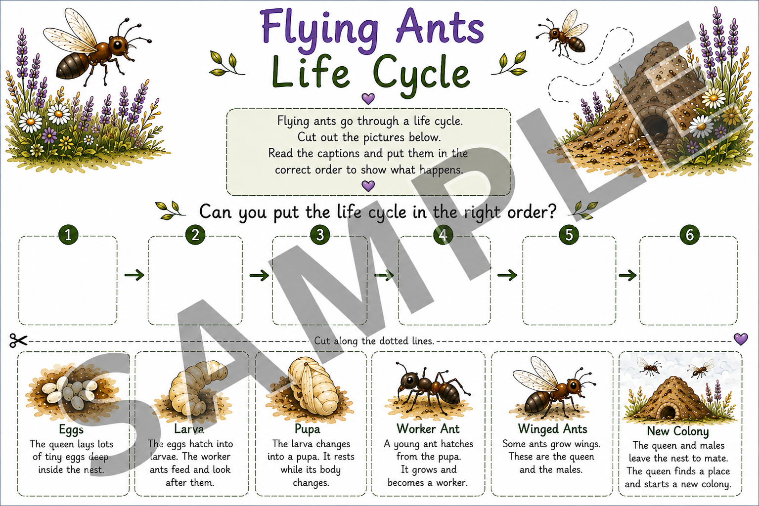 Flying Ants Cut and Stick Life Cycle