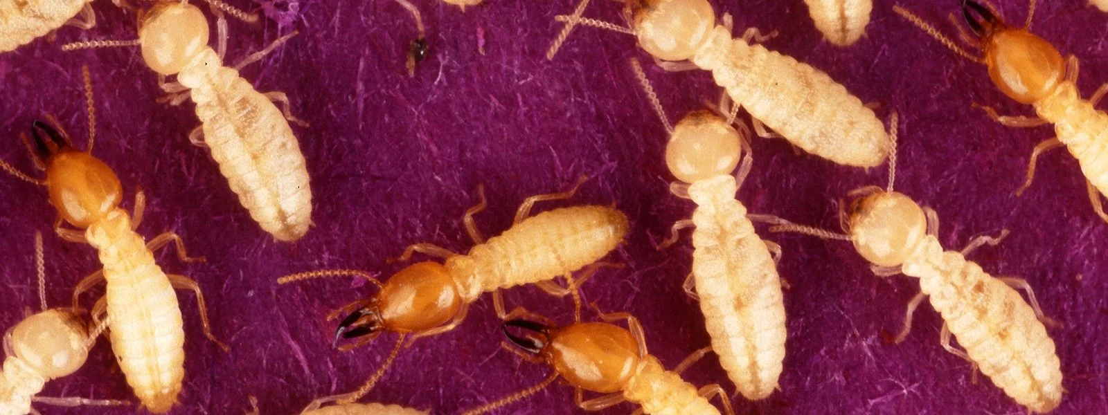Termites