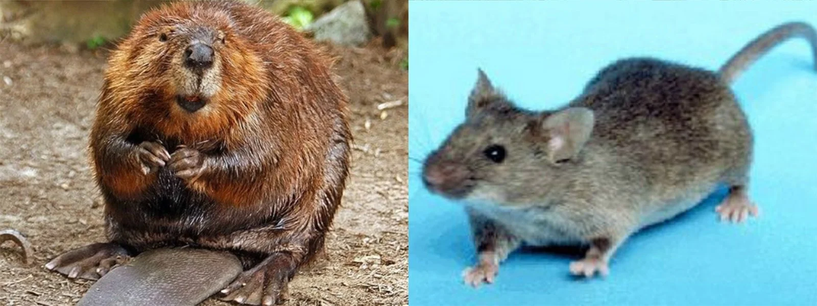 Rodents