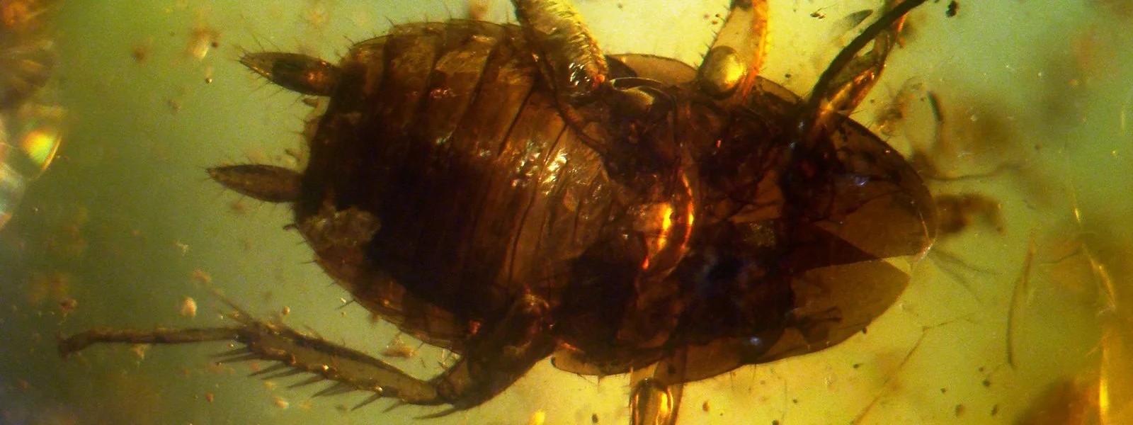 Cockroaches