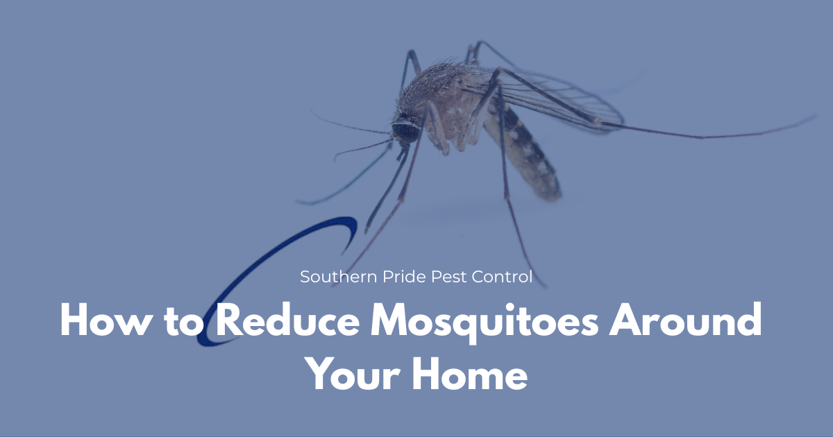 How to Reduce Mosquitoes Around Your Home