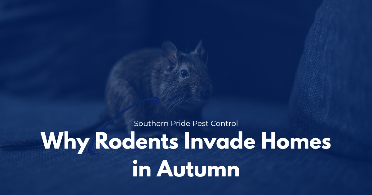 Why Rodents Invade Homes in Autumn