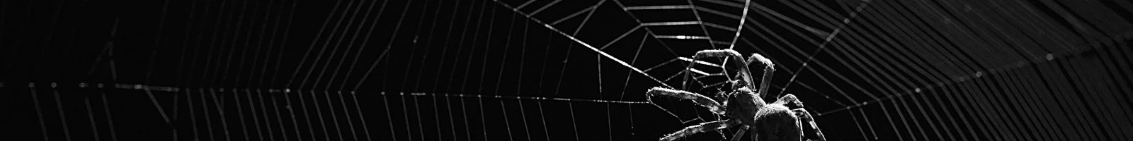 A close-up of a spider on its web in a dark environment.