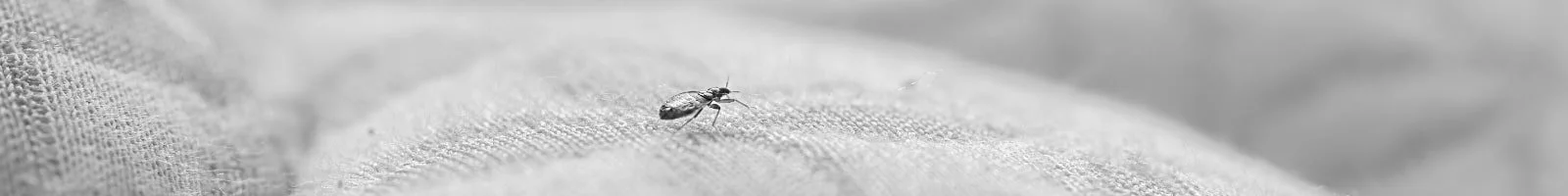 A tiny insect walking on a textured surface.