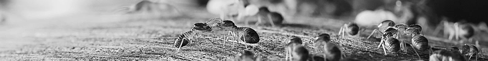 Ant-Control-Banner-Southern-Pride-Pest-Control-North-Alabama
