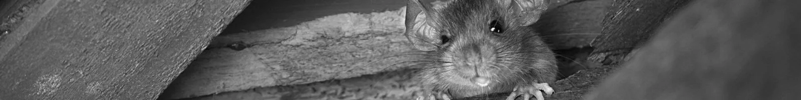 Rodent-Control-Banner-Southern-Pride-Pest-Control-North-Alabama