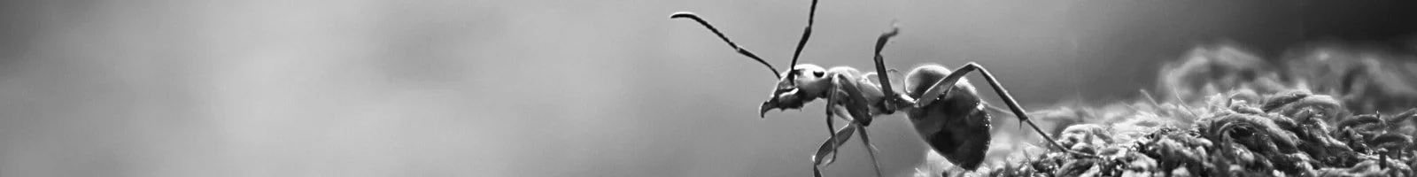 Ant-Control-Banner-Southern-Pride-Pest-Control-North-Alabama
