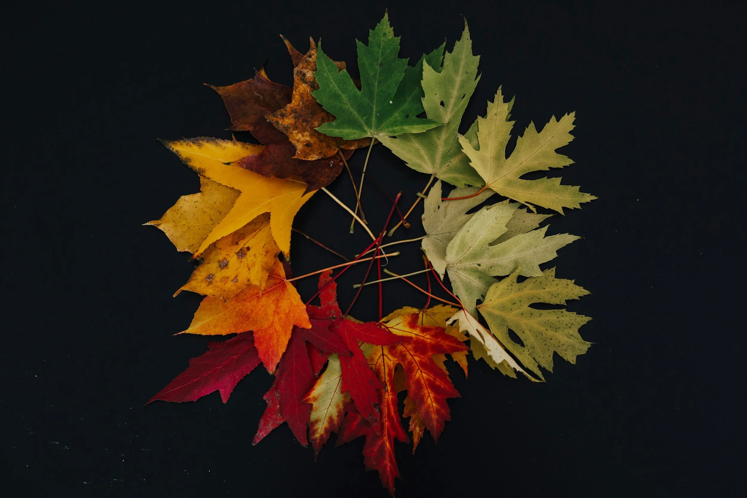 Maple leafs of different colors, representing different parts of life