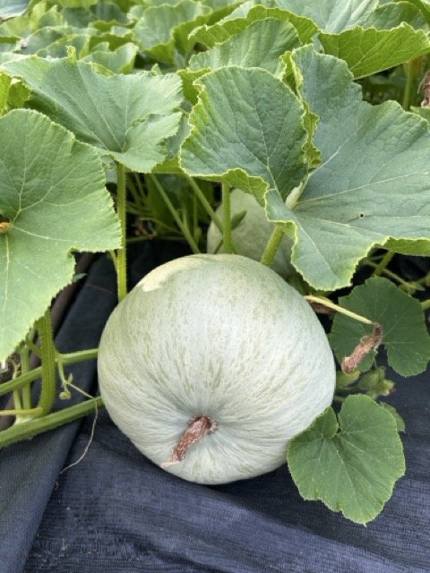 Round white pumpkin growing on a vine with large green leaves.