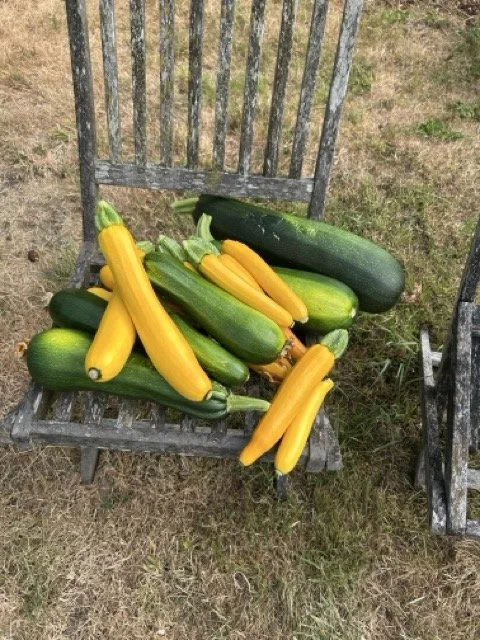 Various courgettes, yellow and green, on a wooden outdoor chair grown on the allotment