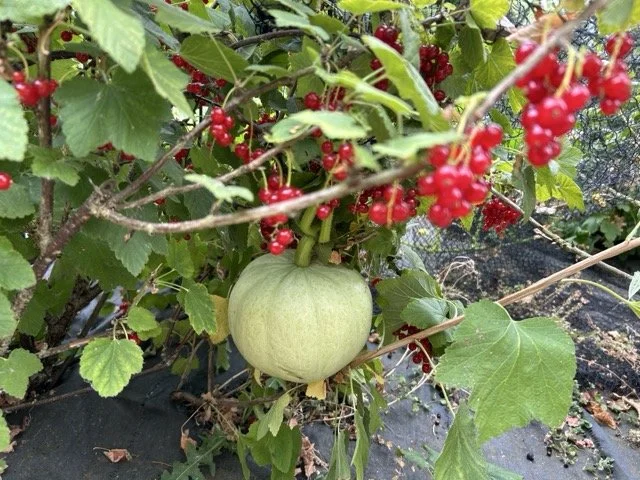 A green pumpkin growing on a vine surrounded by red berries and green leaves.