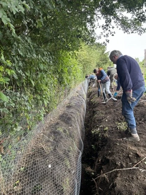 Working party installing a rabbit proof fence on the allotment below the metal perimeter fence