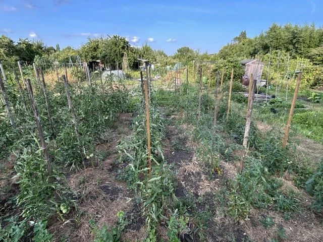 A vegetable garden with tomato plants supported by wooden stakes, divided into rows with green plants and soil, under a partly cloudy sky.