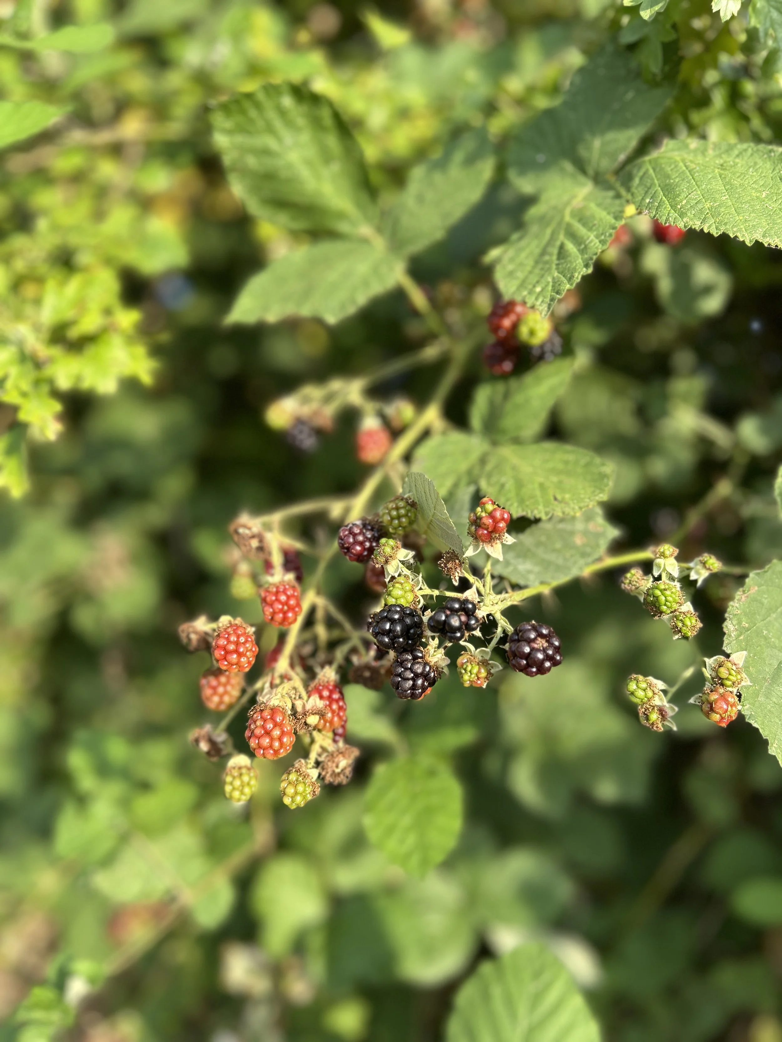 Close-up of blackberry bush with green, red, and blackberries surrounded by green leaves.