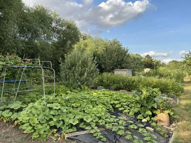 Vegetable garden with large green leafy plants, garden structures, trees, and a partly clouded sky.