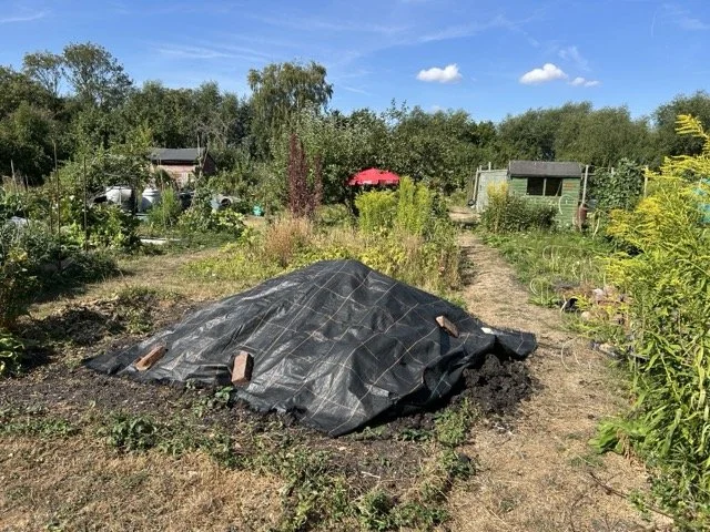 A garden with plants and vegetables, a black tarp covering some soil with bricks on top, and a red umbrella in the background under a blue sky.
