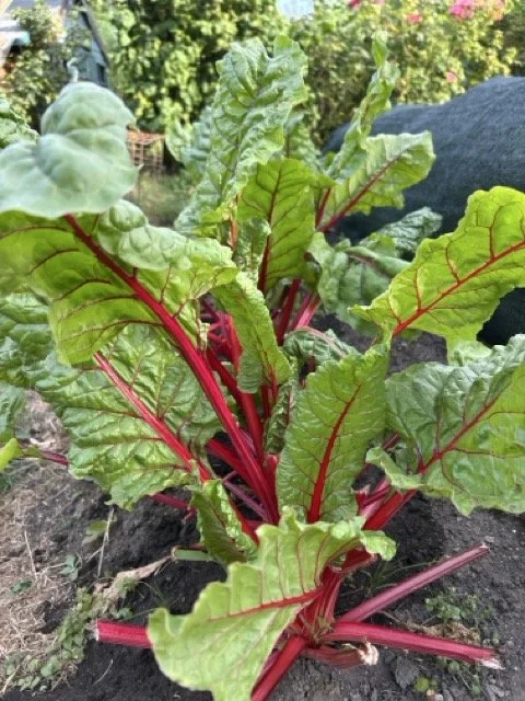 Fresh Swiss chard growing on the allotments