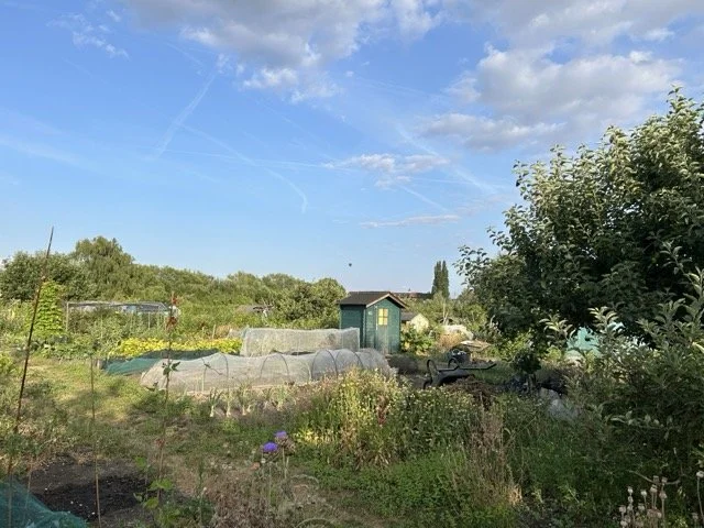 A lush garden with various plants and flowers, a small shed, and a clear blue sky with a few clouds.