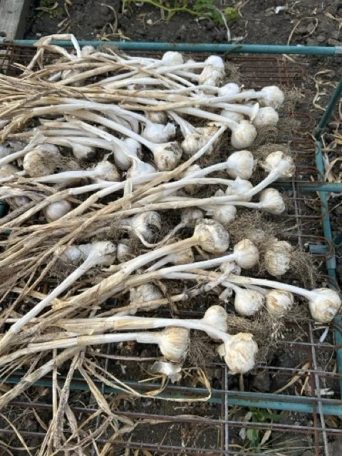 A pile of harvested garlic bulbs with long stems on soil in a garden bed.