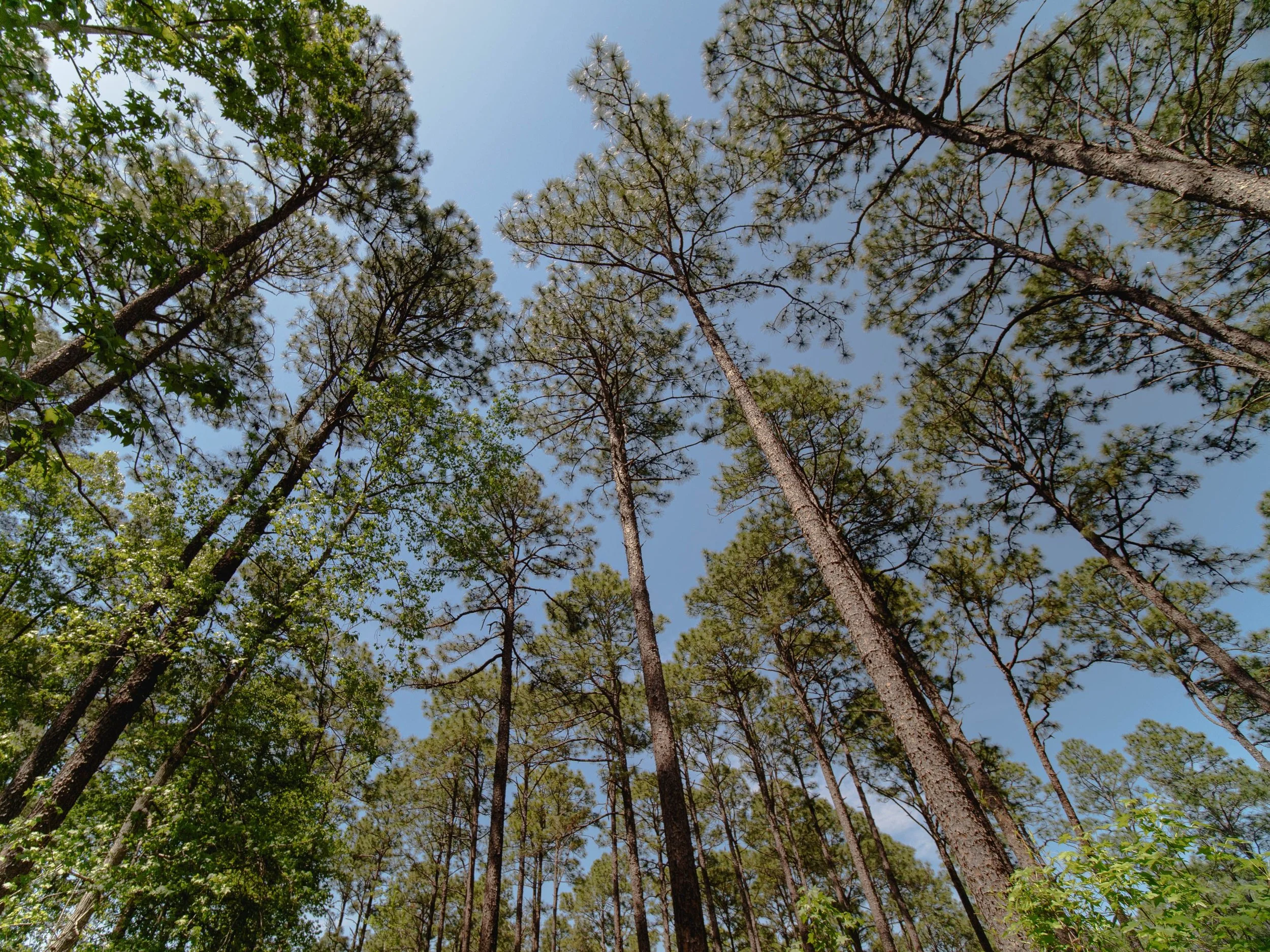 The Cost of Constant Noise—and How Nature Helps Us Recover