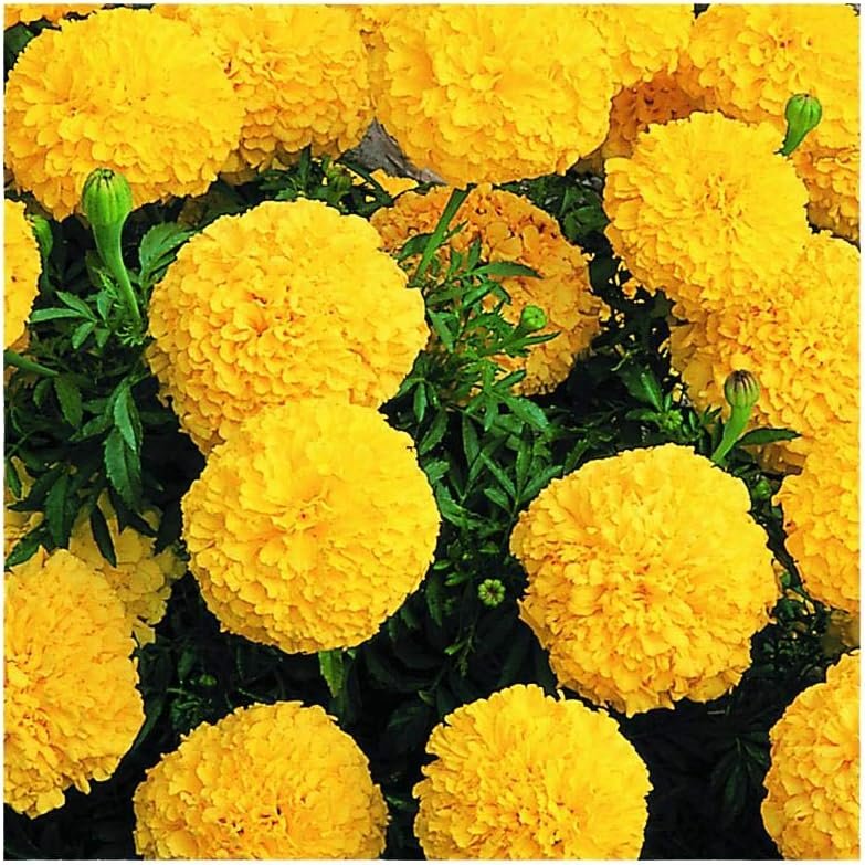Quality Marigold Seeds